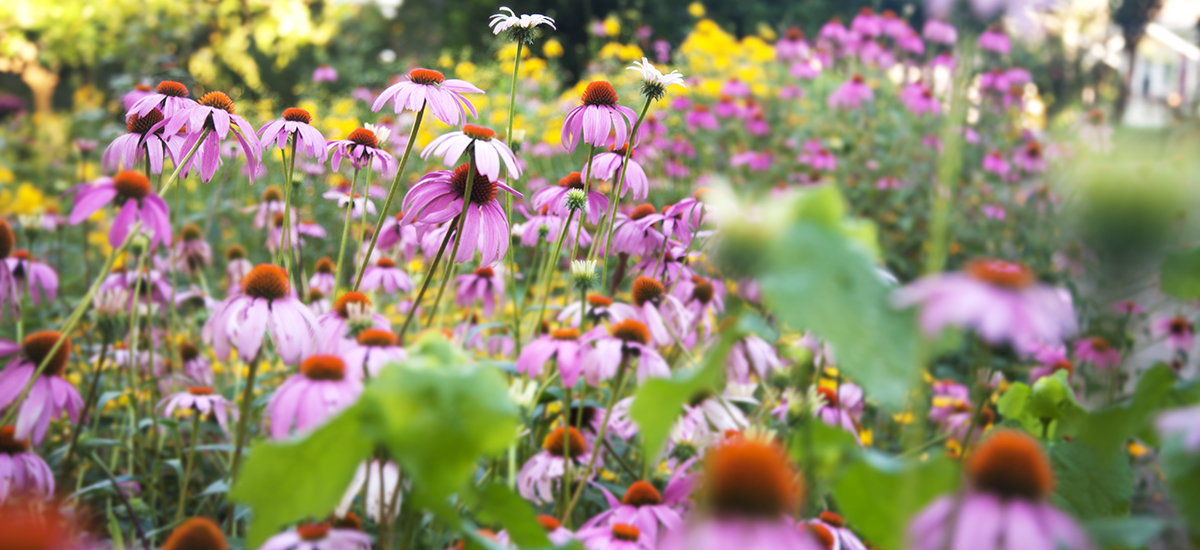 A meadow full of purple coneflowers
